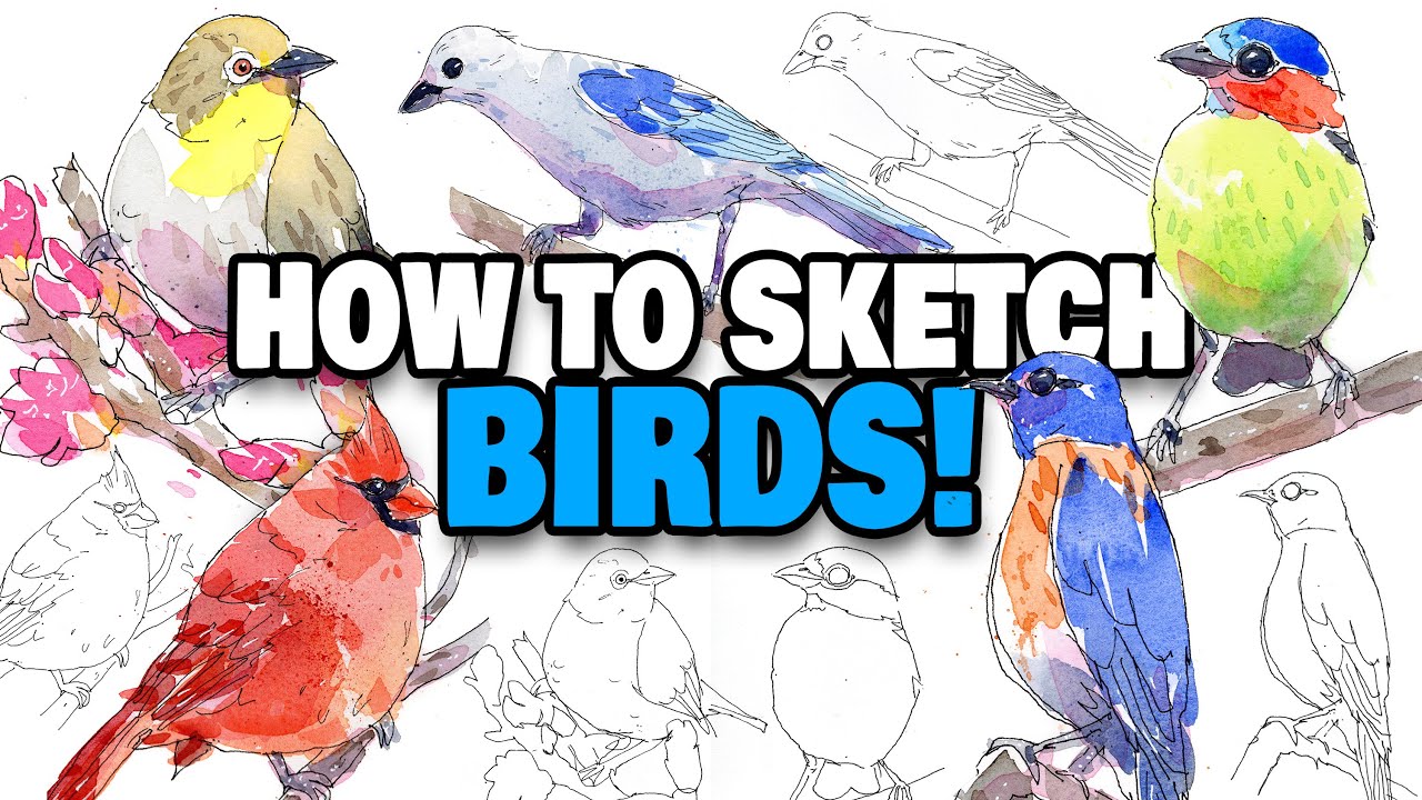 How To Sketch BIRDS For Beginners | Loose Ink & Watercolor