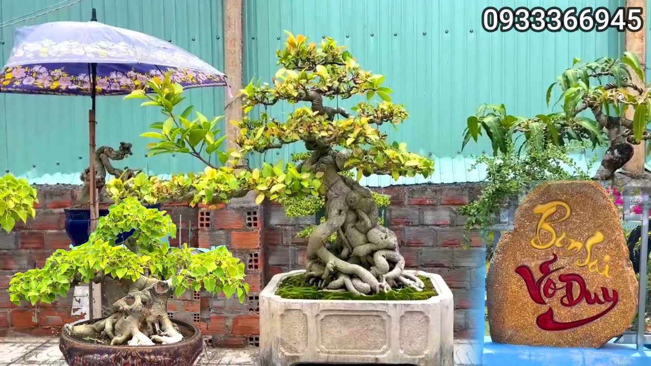Tham quan vườn Võ Duy - Bình Định, các tác phẩm đang giao lưu