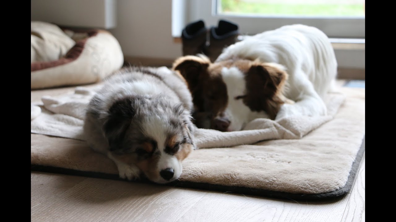 Unerzogener wilder Australian Shepherd kämpft gegen aggressiven Border Collie Straßenhund - Welpe