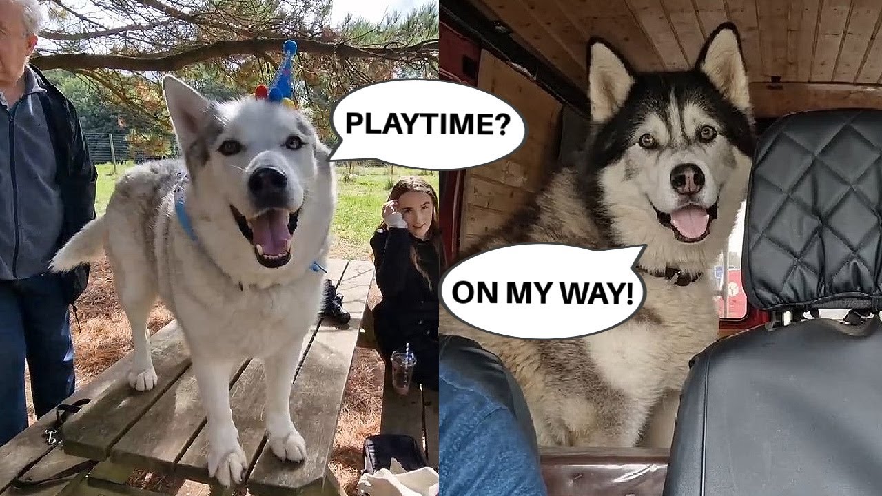 Old Husky Tries To Keep Up With His Younger Playmate