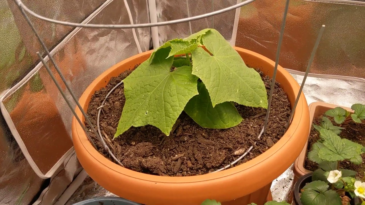 How To Grow Cucumbers Indoors - Update (Diva Cucumber Plant)