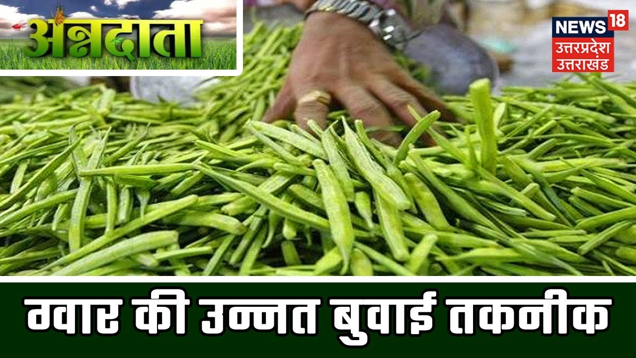 ग्वार की उन्नत बुवाई तकनीक, दाना उत्पादन के लिए ग्वार की खेती पर जानकारी | ANNADATA