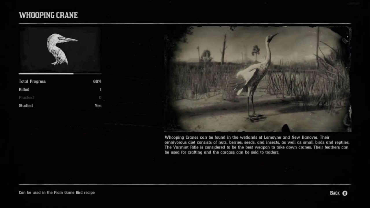 AmazinglyLeet live stream