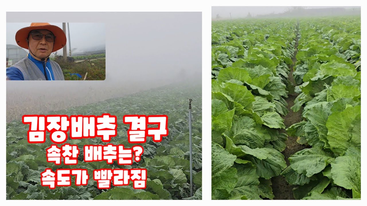 김장배추 수확시기 결구 상태 알아보기 [배추재배방법]