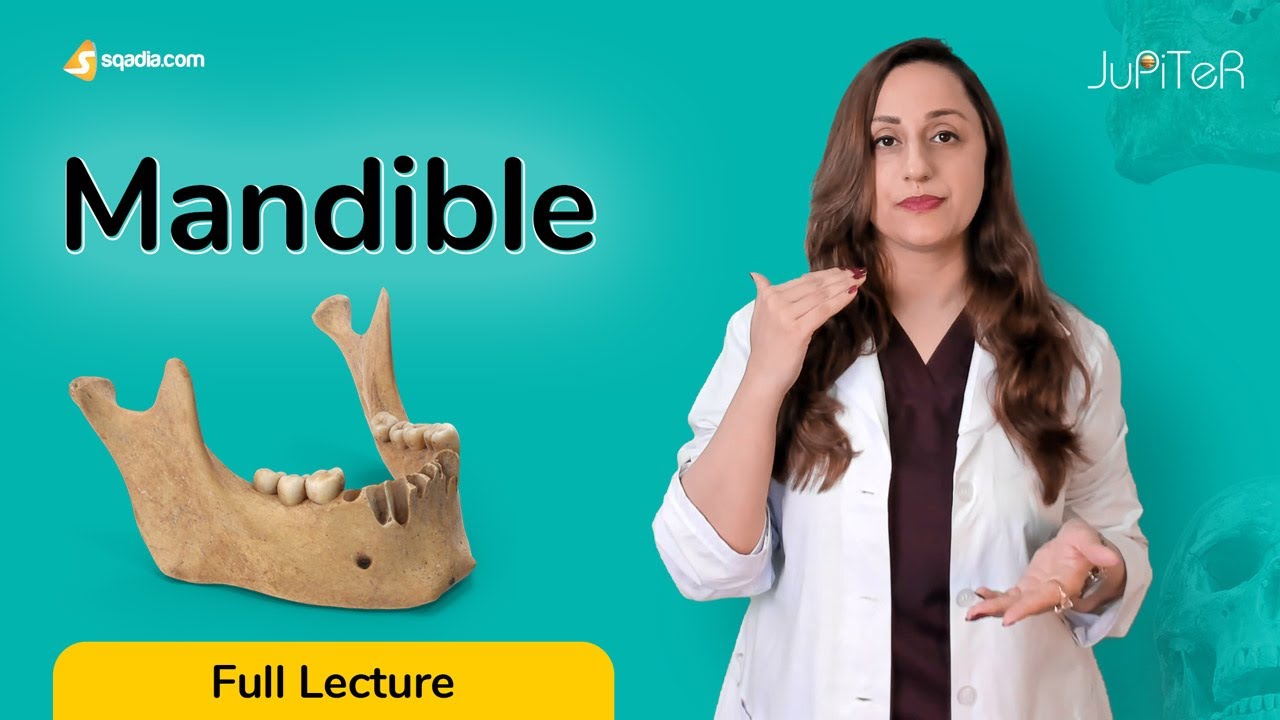 Mandible Body, Ramus, Angle, Joint, Processes Bone Anatomy | Muscle Attachments | V-Learning™