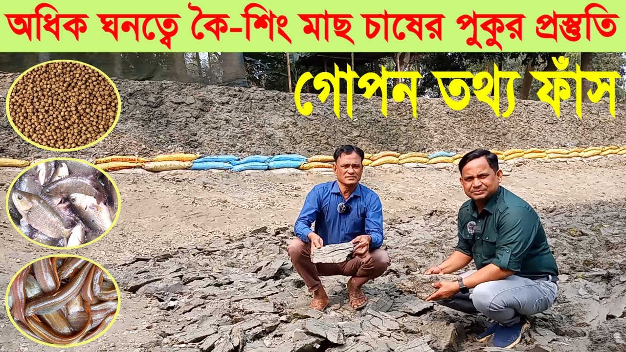 অধিক ঘনত্বে কৈ-শিং মাছ চাষের পুকুর প্রস্তুতি । মাছ চাষের গোপান তথ্য ফাঁস । Swadesh BD ।