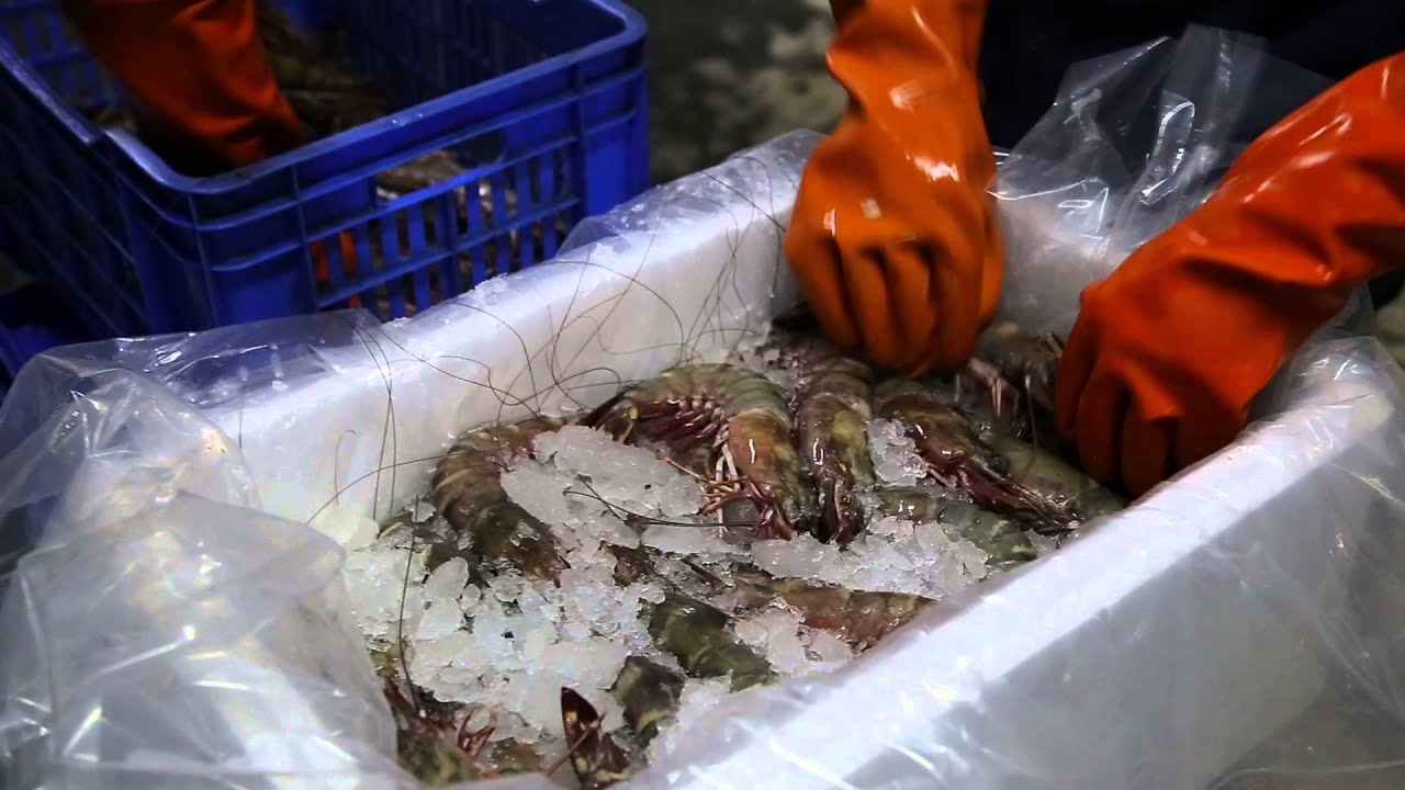 Fresh shrimp packing