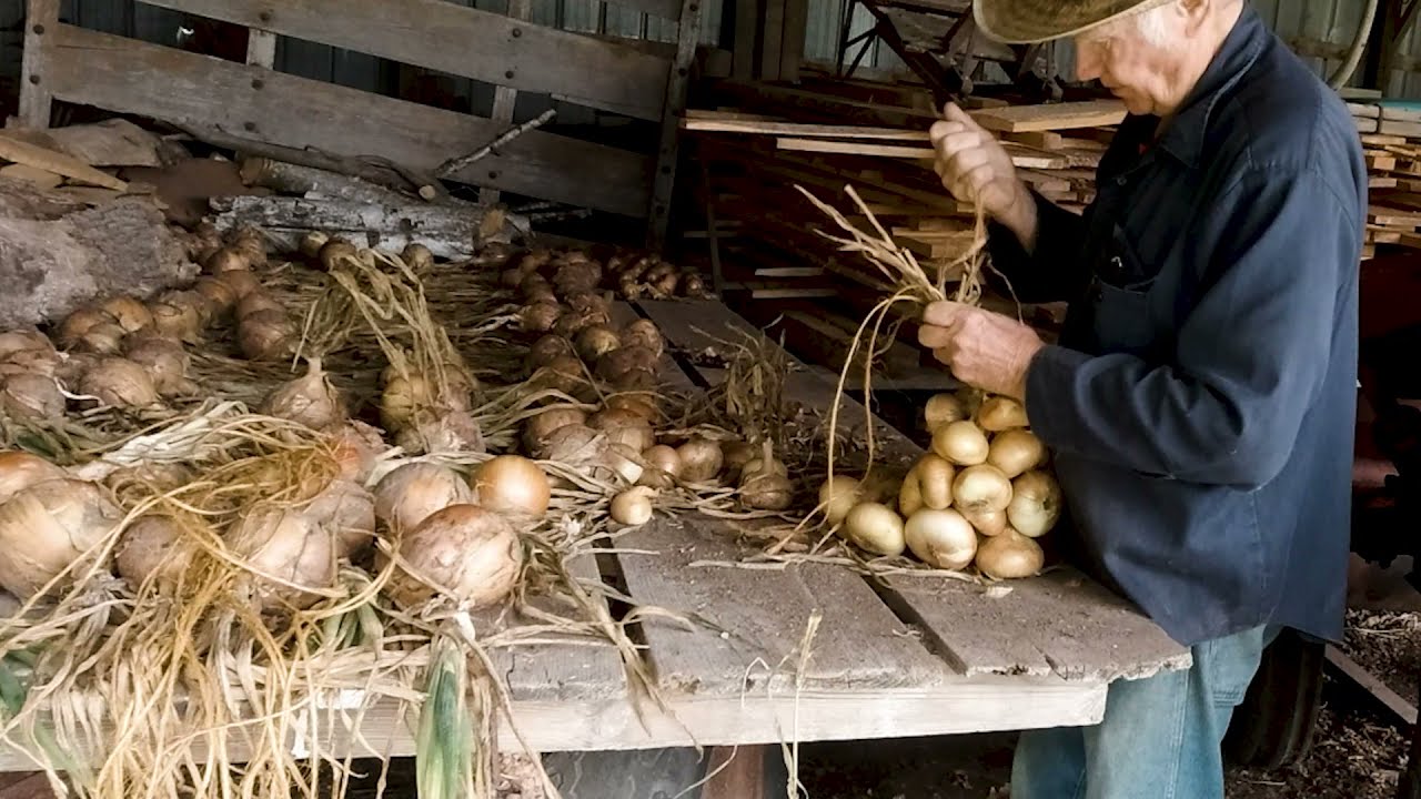 This is How We Braid Onions for Winter Storage