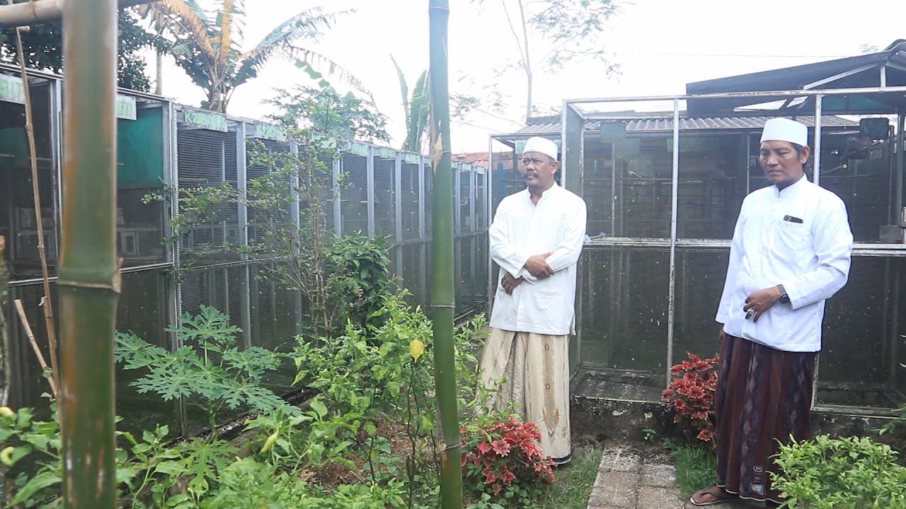 Agnia Bird Farm : HASIL DARI PERKUTUT BANGUN PESANTREN BERANGKAT HAJI