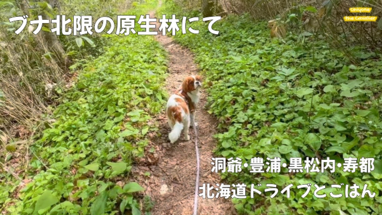 完熟いちごと激安の生しらすをさがして。ブナの原生林でさんぽ【犬連れ北海道旅行とドライブ】