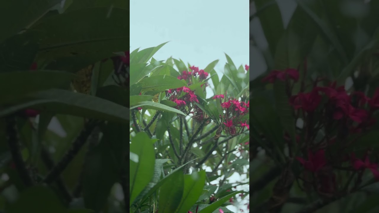 Тропический дождь  #phuket #thailand #rain #august #travel