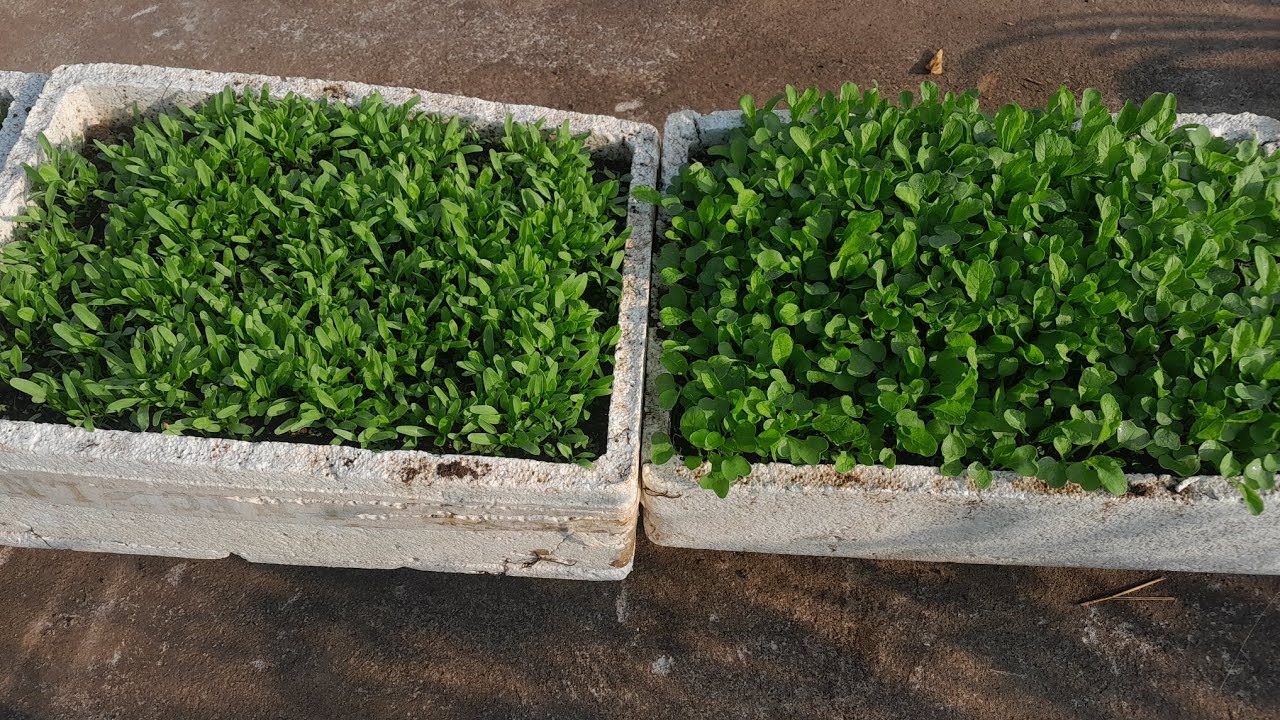 Our organic terrace garden  winter vegetables 