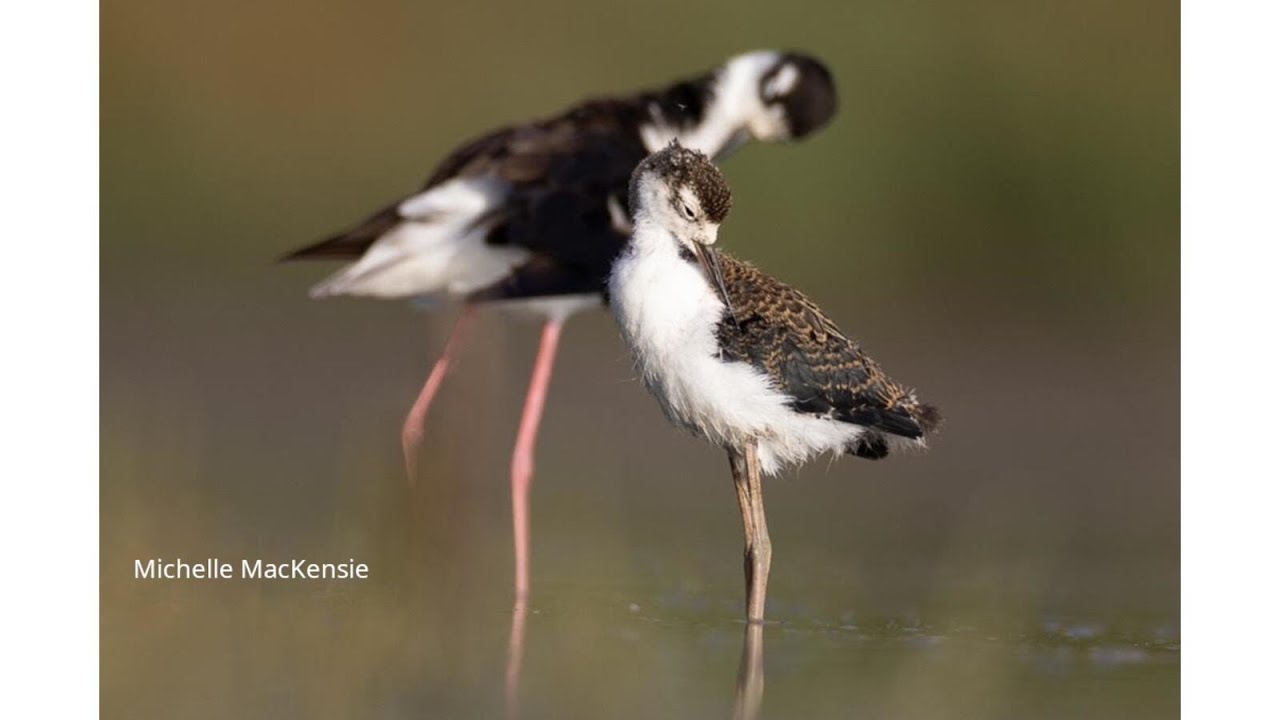 Building California's First Statewide Breeding Bird Atlas | Bird Science and Conservation Webinar