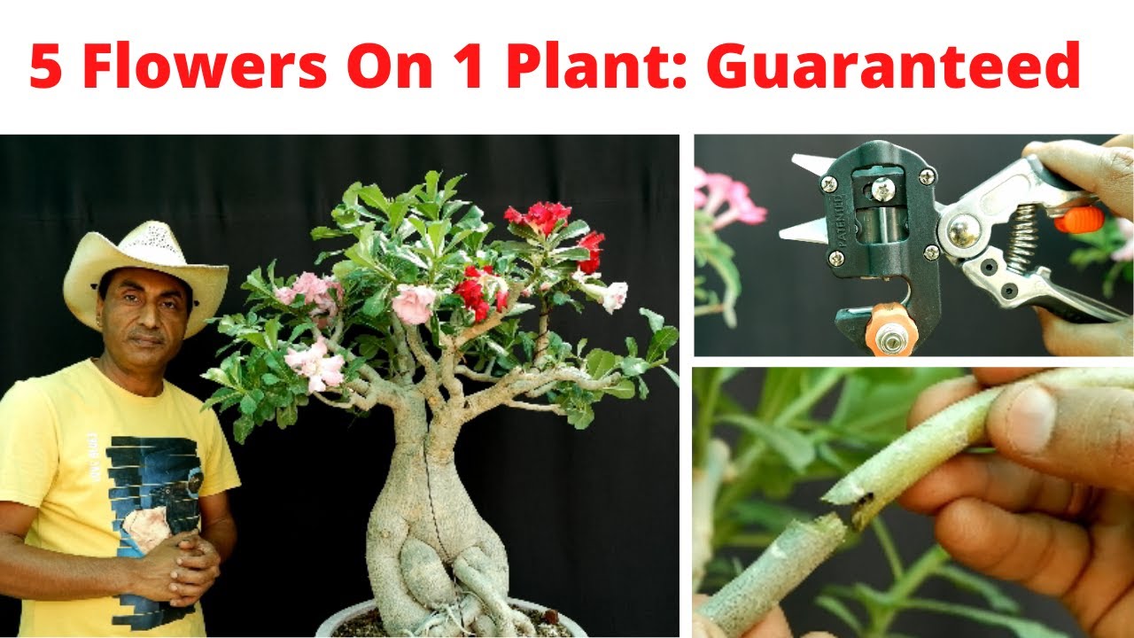 How to Create Multicolor Adenium/ 5 flowers