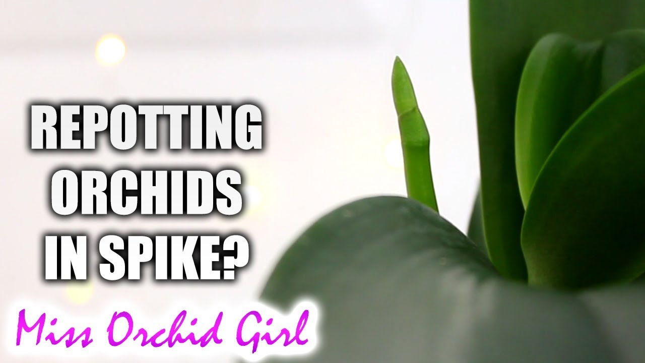 My Phalaenopsis Orchids deserve better! + Repotting Orchids in spike?