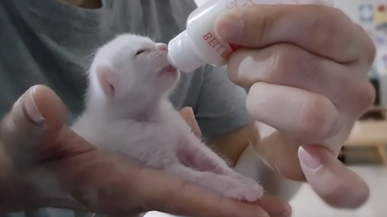 부록) 새끼 고양이 새벽에 수유 하는 방법  bottle feeding kitten