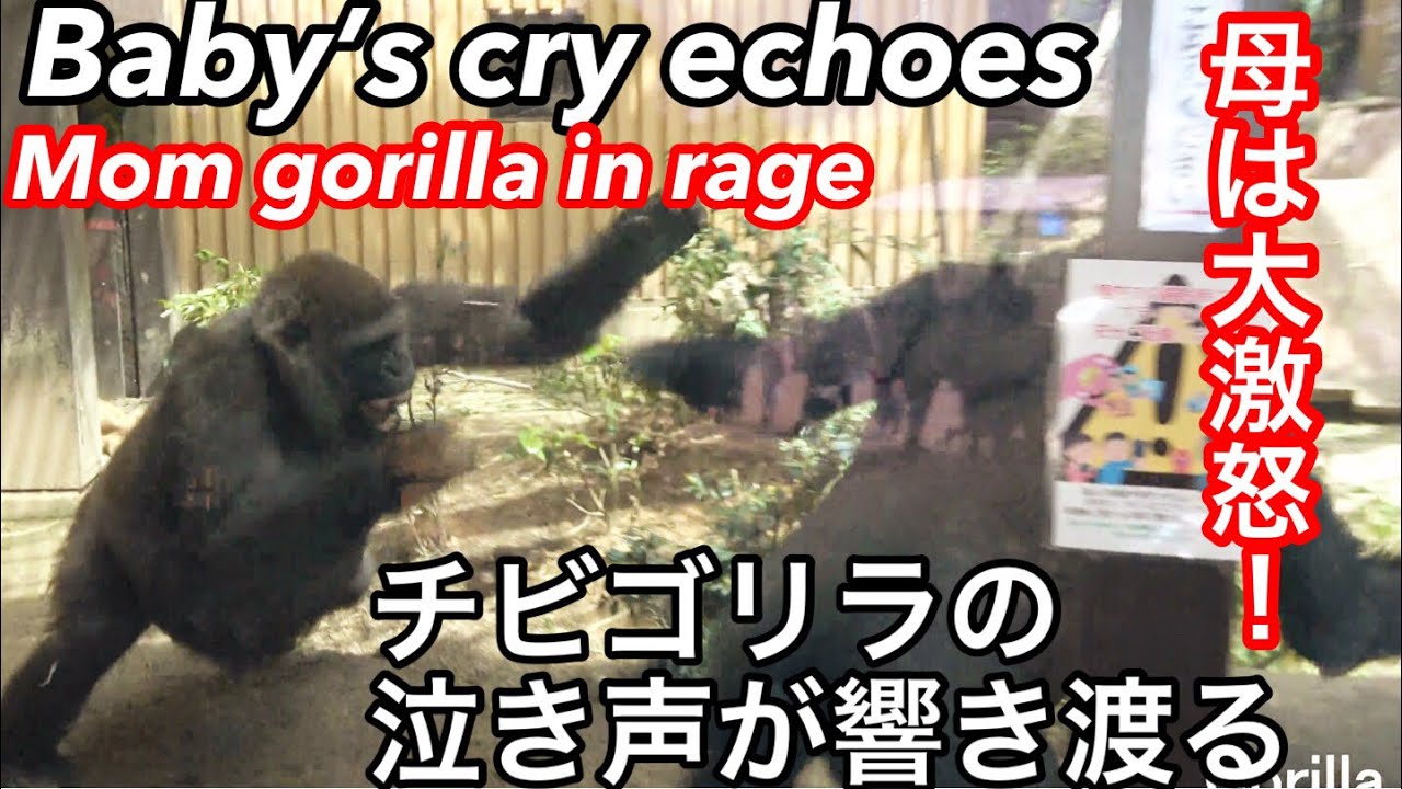 泣き声！ゲンキはキンタロウを叩いたゲンタロウに激怒する🌸Cry! Genki is angry with Gentaro for hitting Kintaro【京都市動物園】2022/4/20