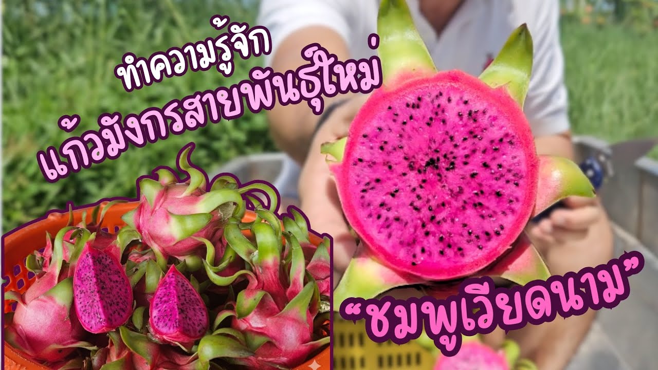 ทำความรู้จักกับ แก้วมังกรสายพันธ์ุใหม่ 