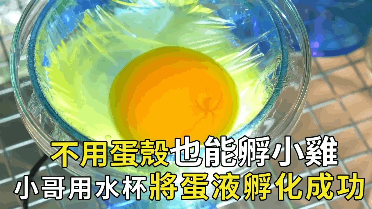 不用蛋殼也能孵出小雞？小哥花費2年時間，成功用水杯將蛋液孵化成功【小奶狗觀影】