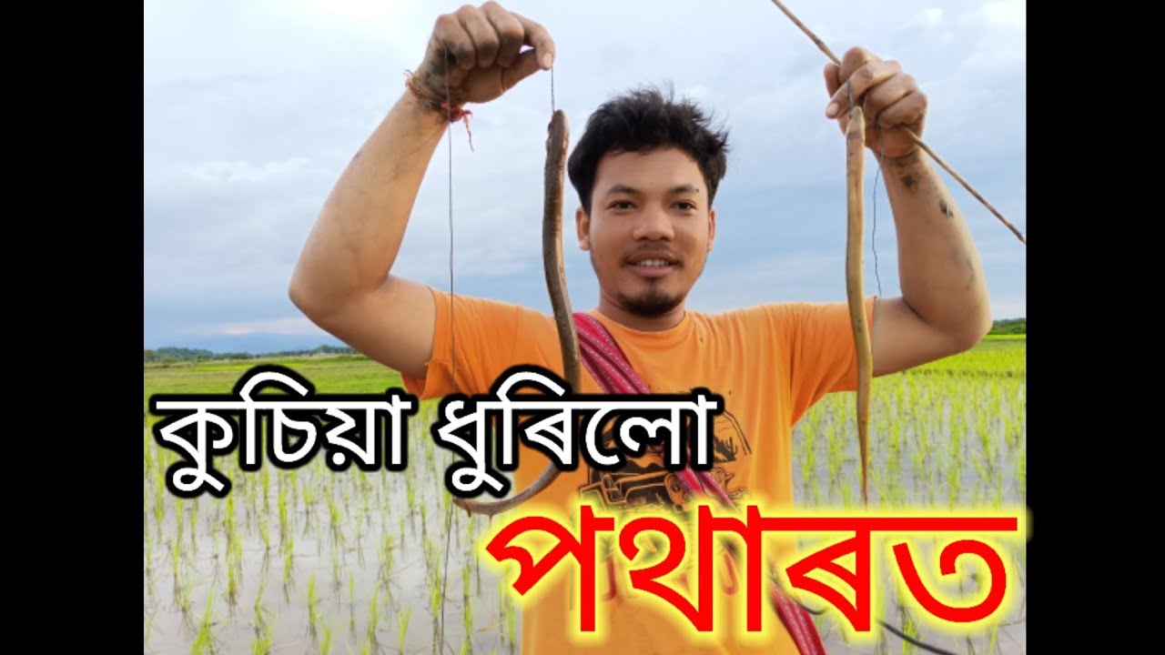 কুচিয়া মাছ কেনেকৈ মাৰে ।। amazing video Assamese