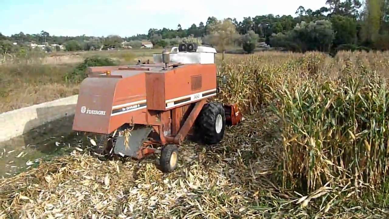 Zbiorów ziarna kukurydzy, z kombajny Laverda 3450