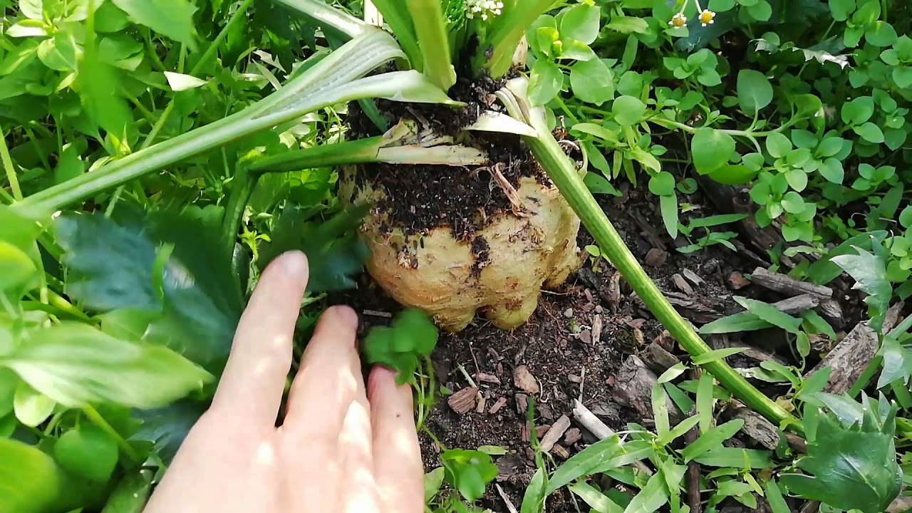 Moje uprawy jesienią