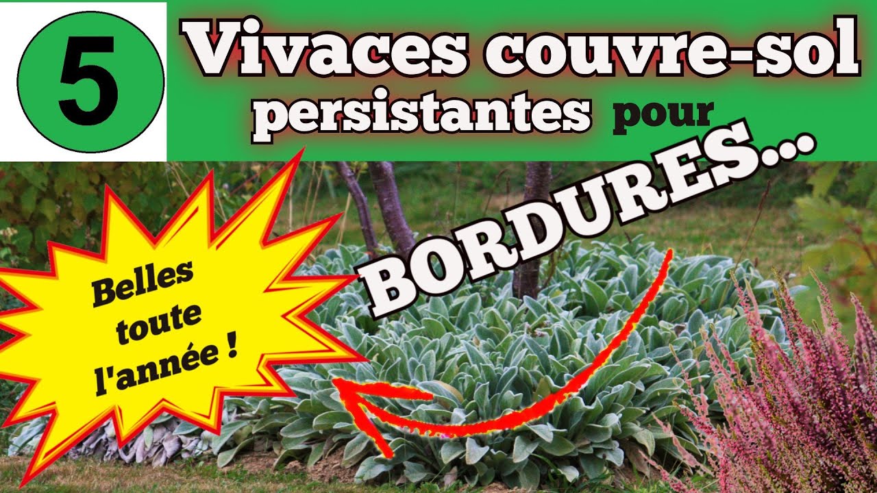 Vivaces basses persistantes pour bordures
