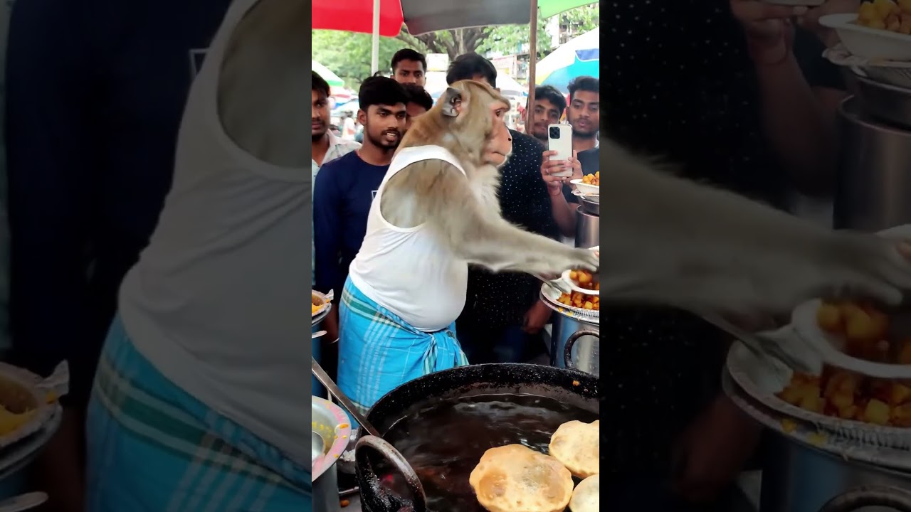 Monkey Cooking Poori 😲 | Street Food Magic #shorts