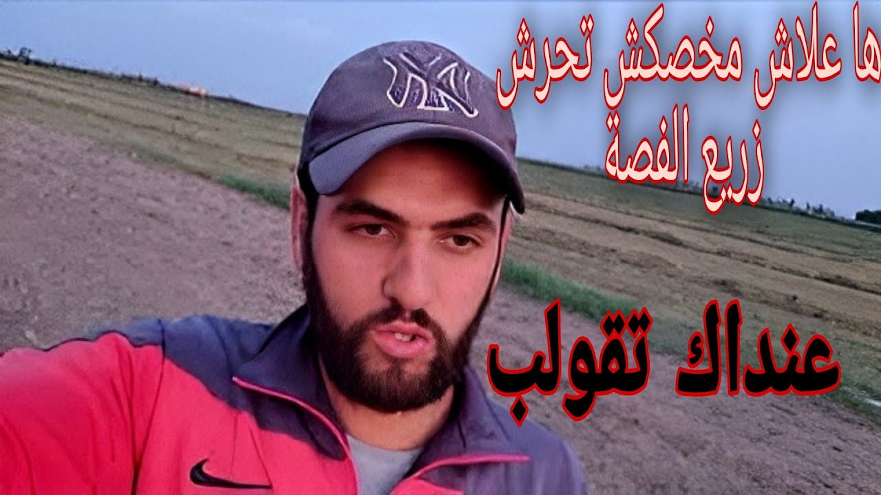 زراعة الفصة بالمغرب alfalfa cultivation : ها شحال خصك تزرع من كيلو في الهكتار وعلاش..
