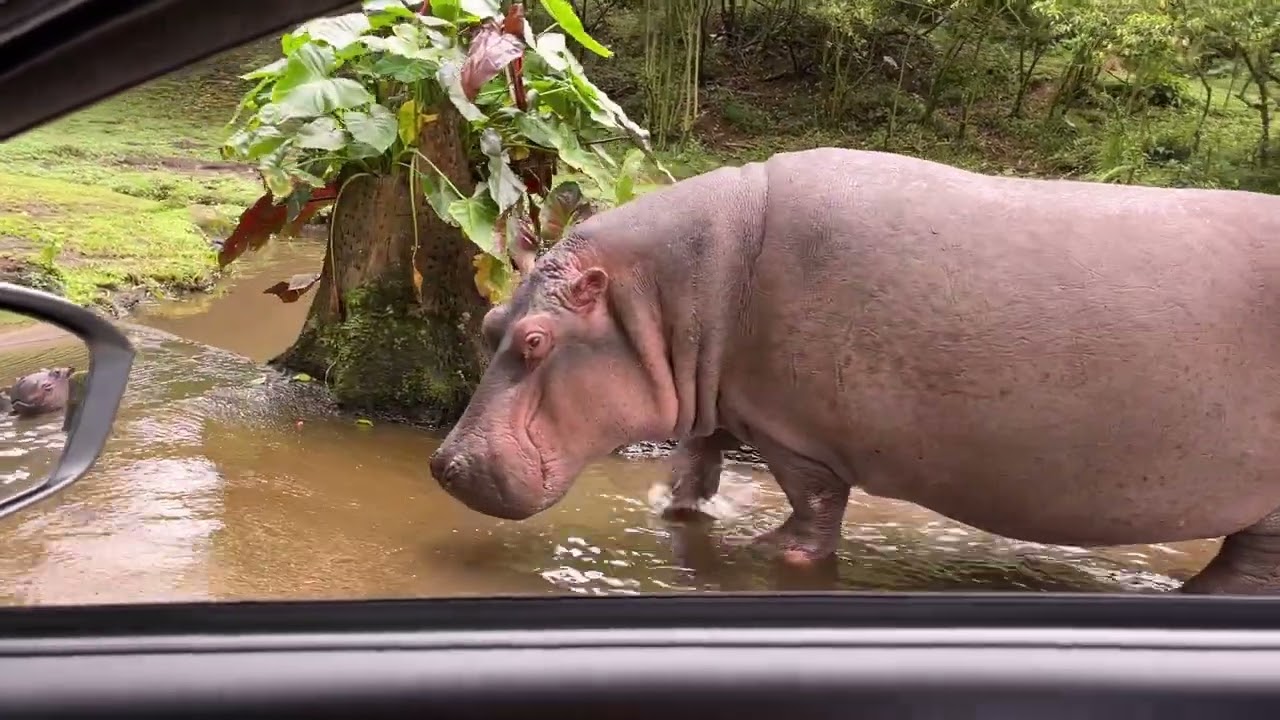 Trip to TAMAN SAFARI INDONESIA #Part2