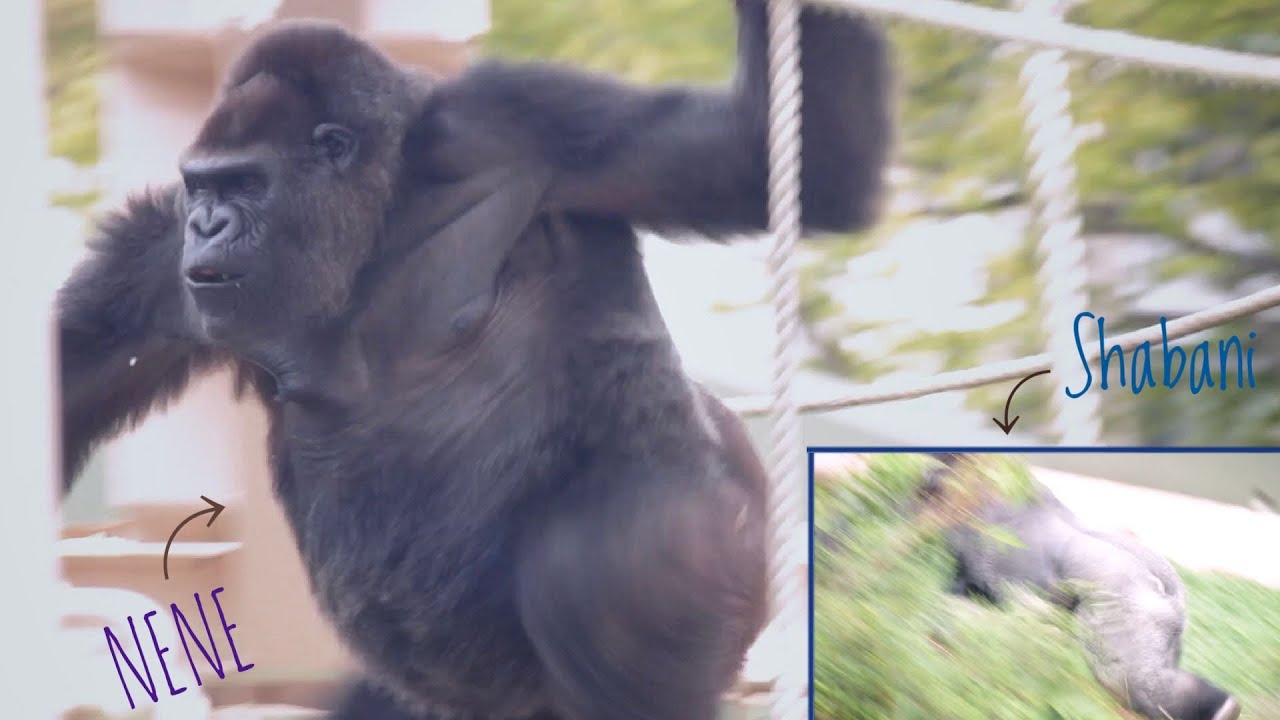 Шабани и Нене в ярости. Их обижают молодые гориллы. Зоопарк Хигашияма