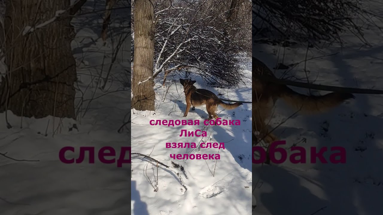 Следовая собака ЛиСа на тропе поисков!
