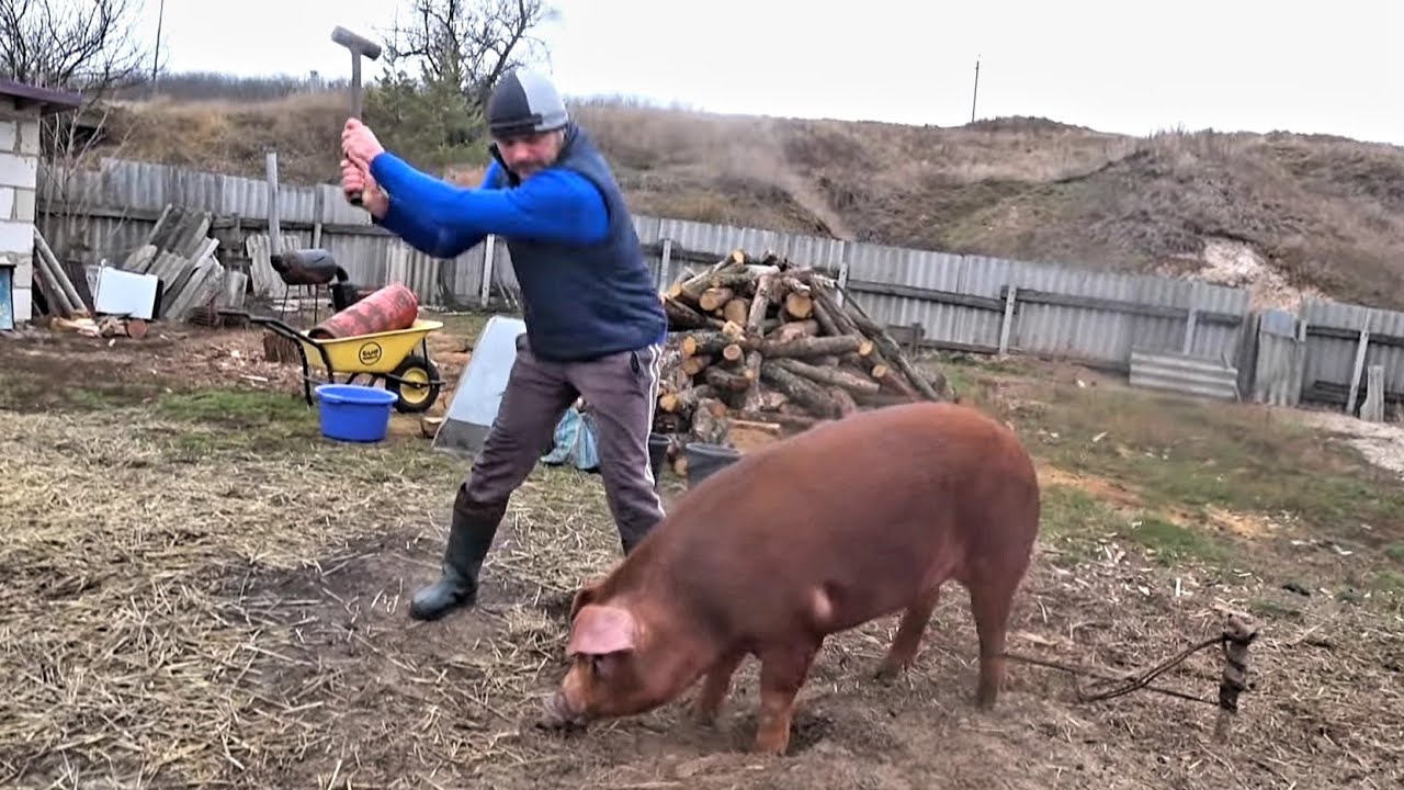 ДВОИХ- БЕЗ ПАРАЛИЗАТОРА, На мясо и сало,Новый Год.