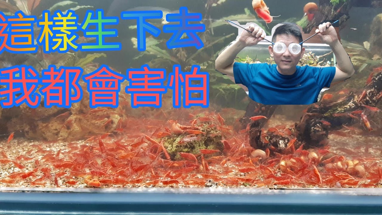 叔叔的背景主缸翻缸紀錄.居然有超過3000隻米蝦