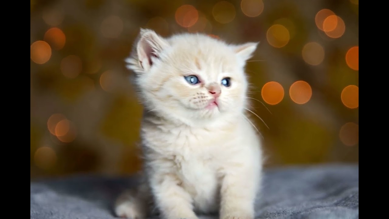 Cat - Generated by Contentio AI