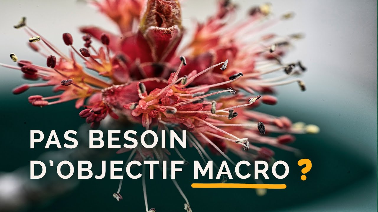 Faire de la macrophotographie sans équipement ni objectif spécialisé !