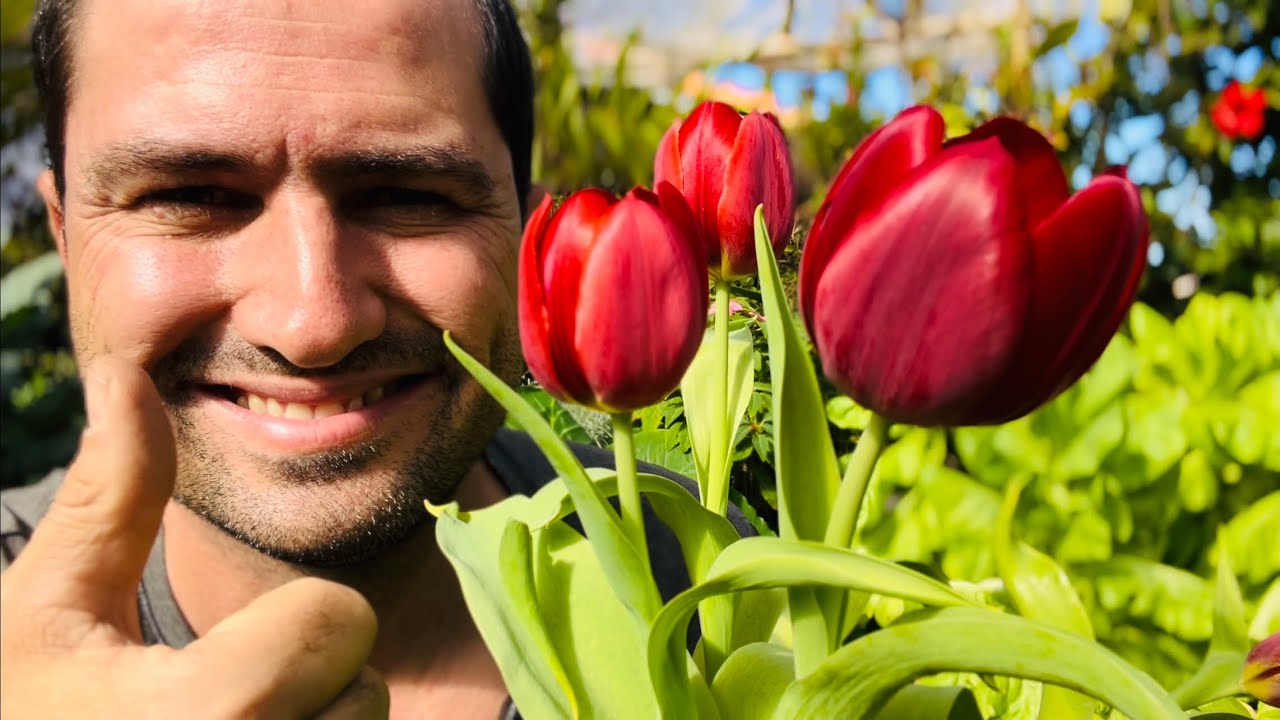 COMO PLANTAR TULIPA CORRETAMENTE E FAZE-LA REFLORIR NOVAMENTE