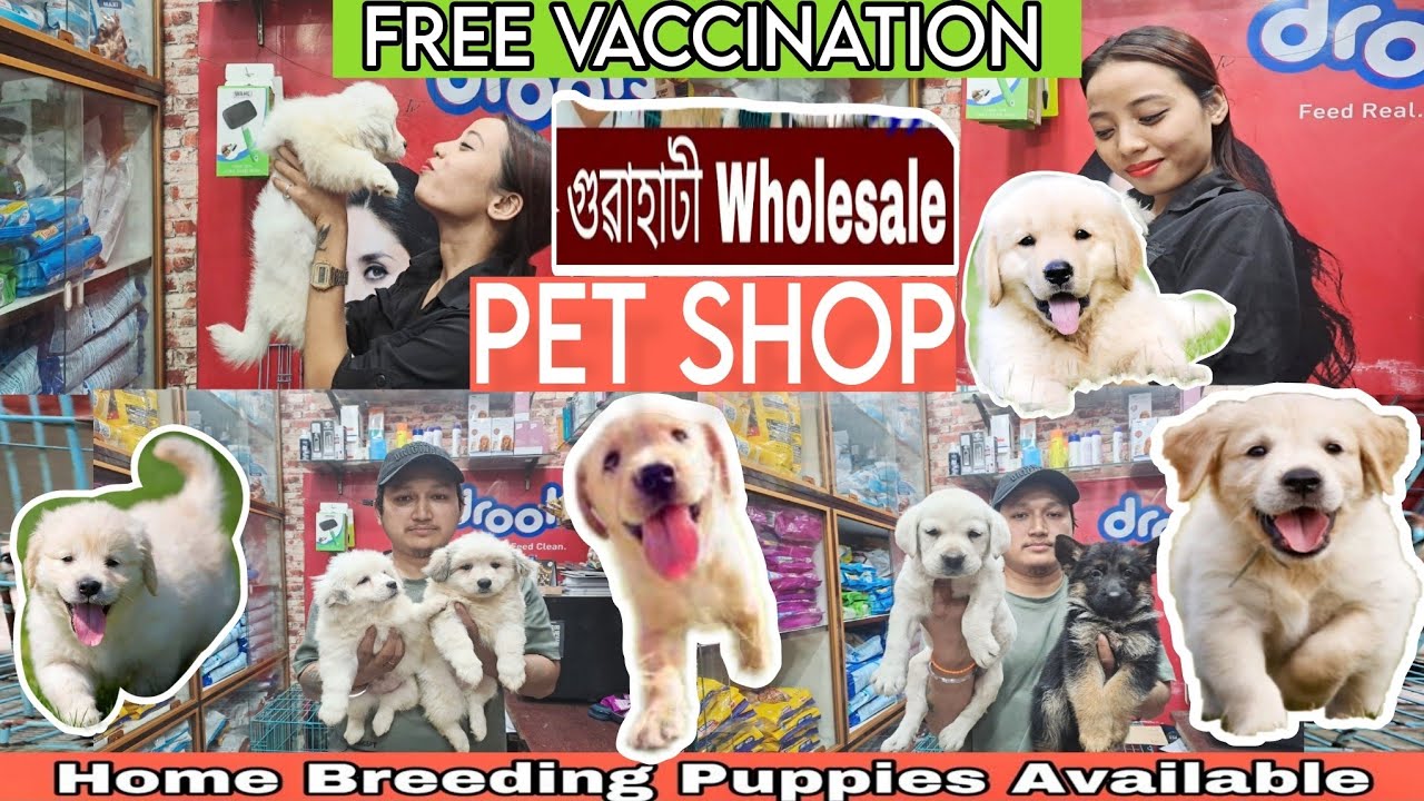 Wholesale Dog Market in Guwahati | Pet Shop Assam | Labrador Puppies Available 🐕