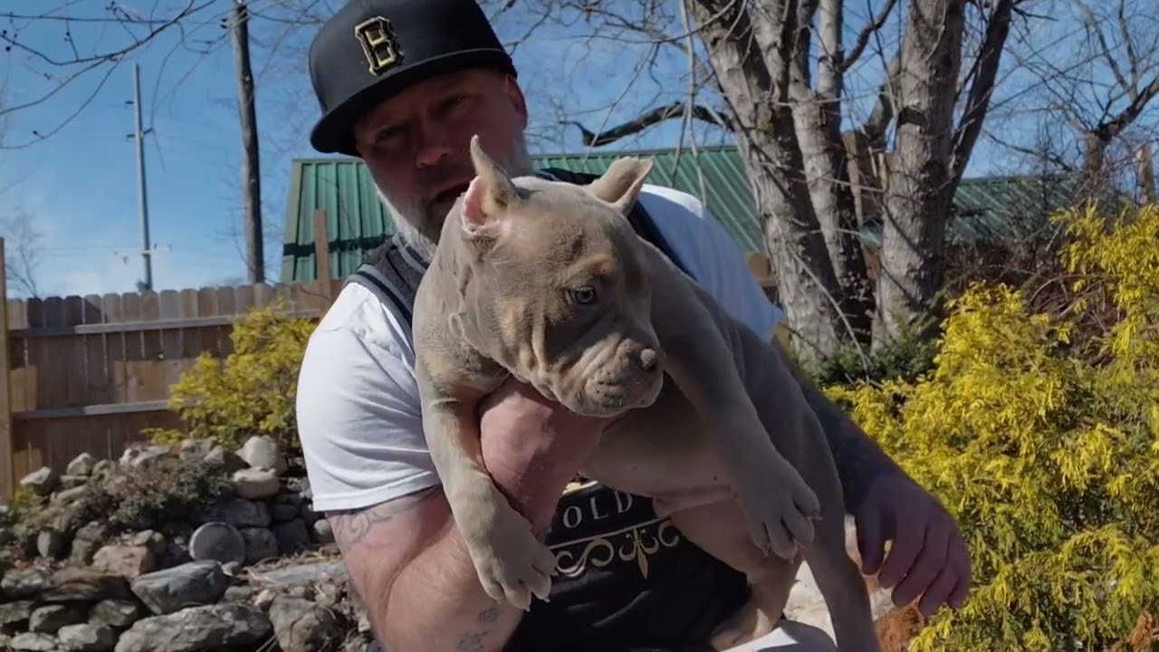 Puppies, for sale, we got a female and a male available