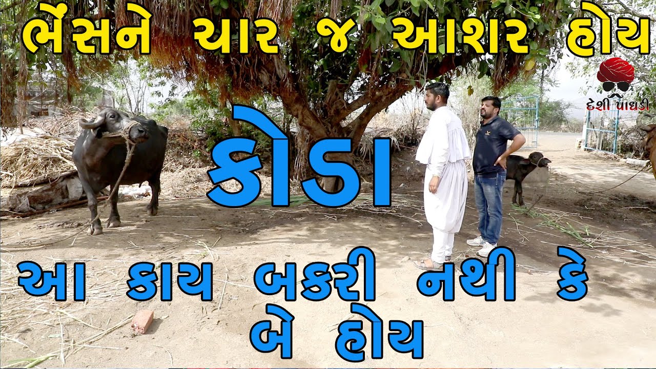 ભેંસને ચાર જ આશર હોય | deshi Comedy | Comedy Video | Desi Paghadi | Part-2