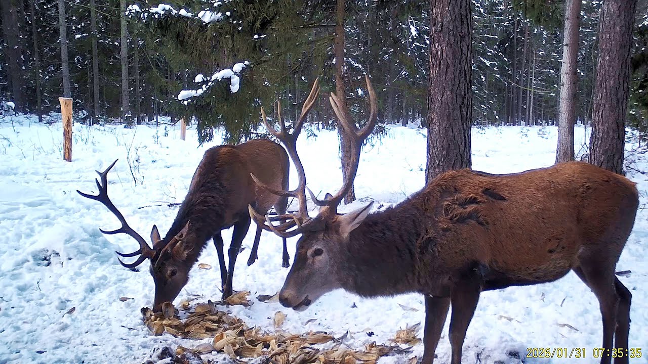 Jelenie Byki 2026r🦌🦌. Na Śniadaniu:)