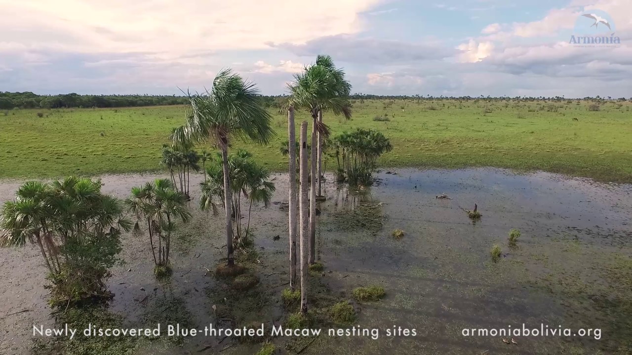 Drone footage of newly discovered Blue-throated Macaw nest