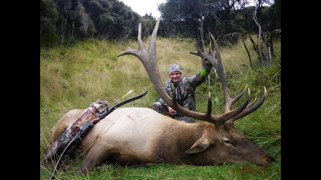 CAZANDO WAPITI MACHO CON ARCO-The Hunter Classic En Español