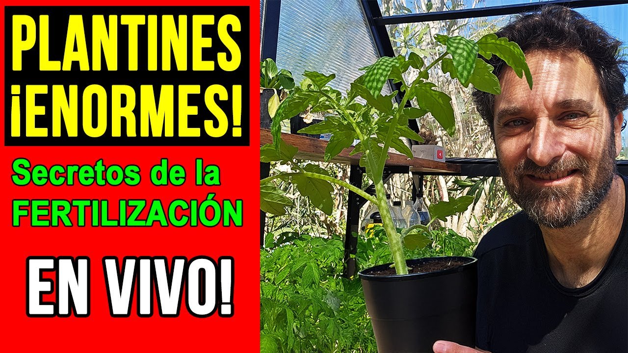 Fertilización de Plantines de Tomate en Vivo 🌱 Resolvemos tus Dudas