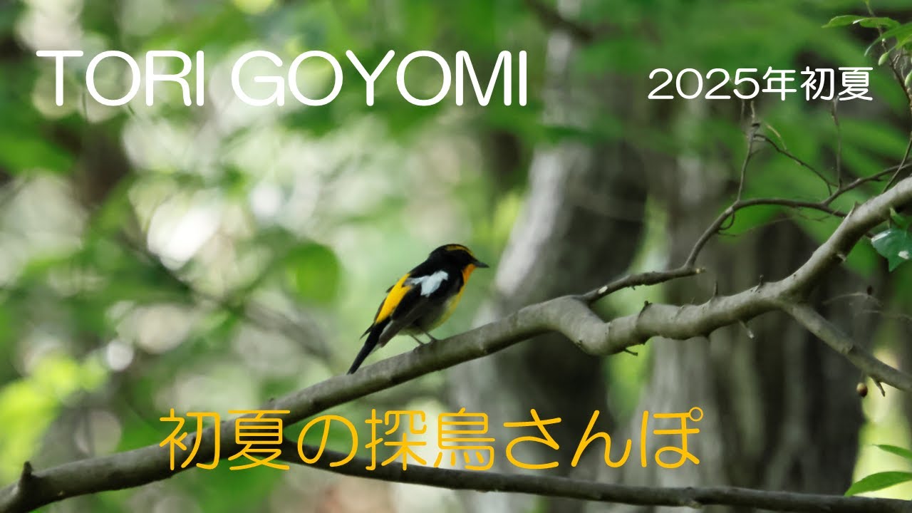 TORI  GOOYOMI  初夏の探鳥散歩 2025
