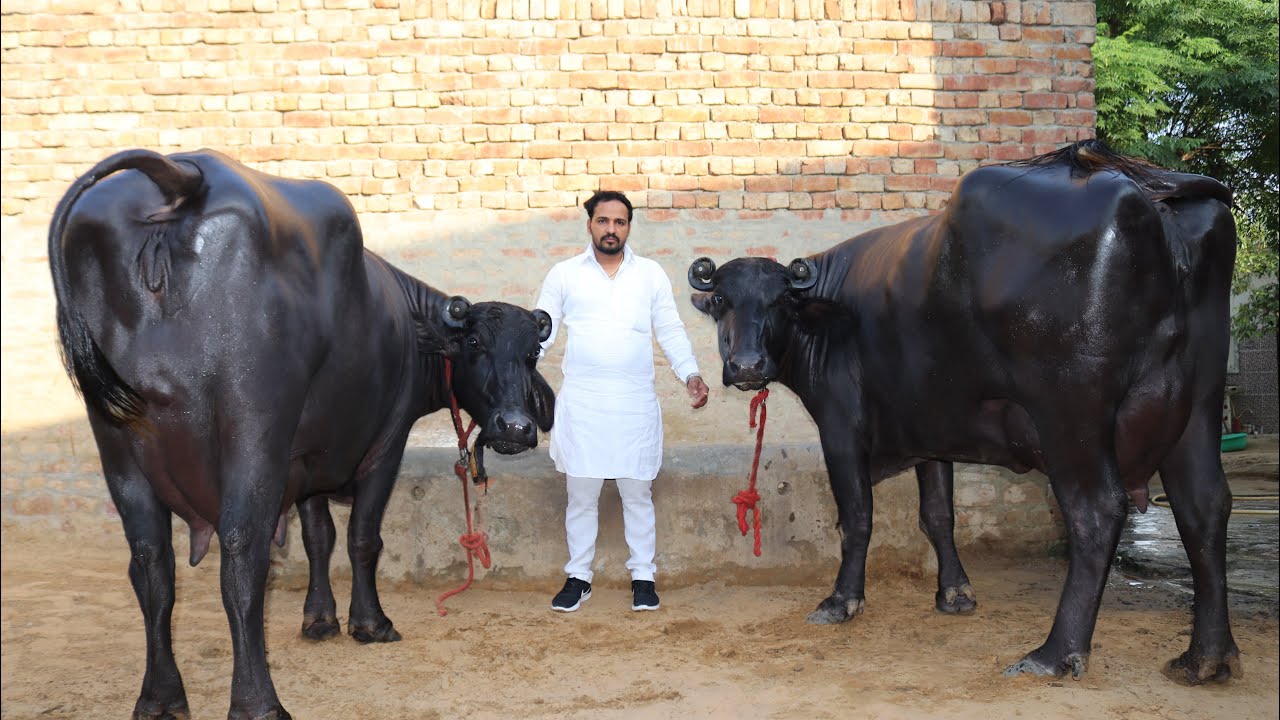 Show Quality Murrah Buffalo with 25 kg milk Capacity