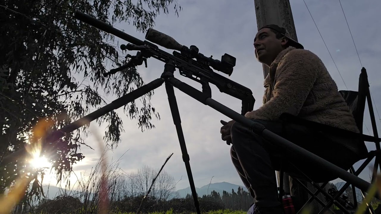 Caza de tórtolas con el Fx Leopard sniper 