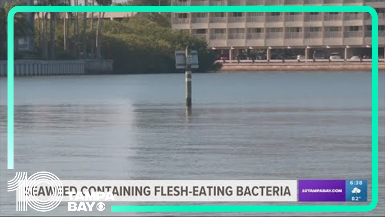 Researchers: Seaweed blob washing up on Florida beaches carrying flesh-eating bacteria
