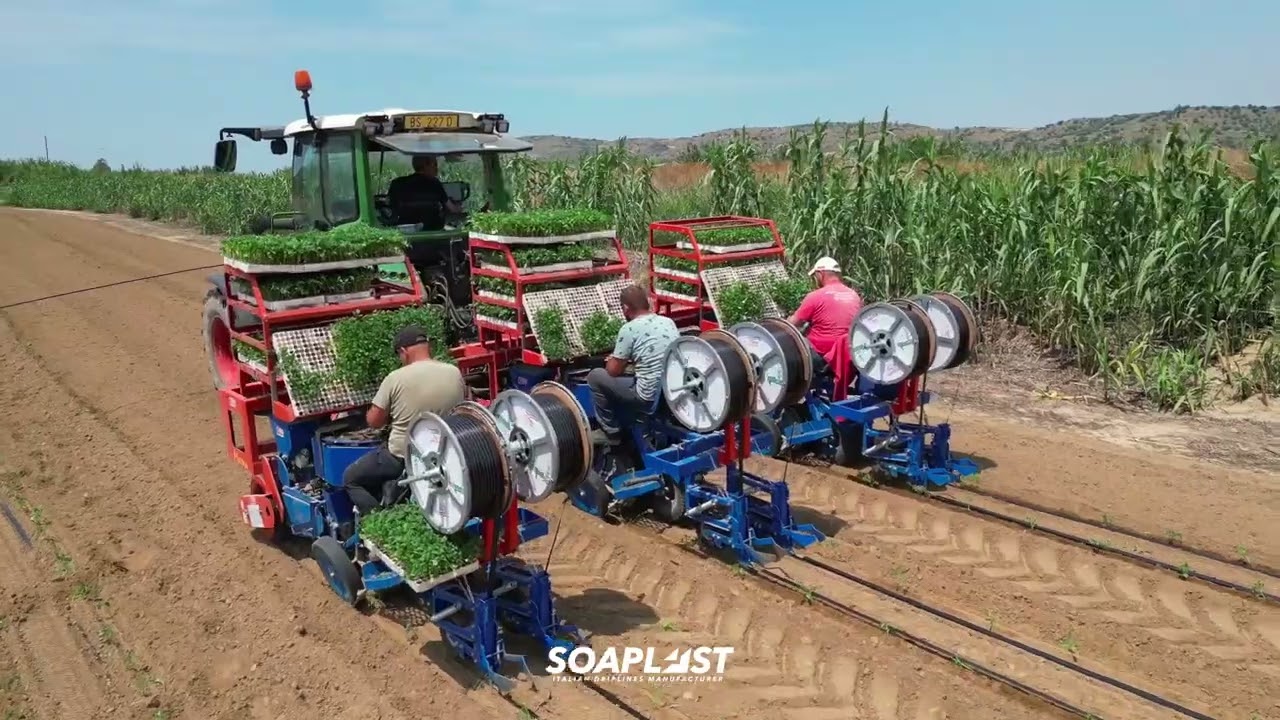 1TAPE Dripline installation in a tomato crop