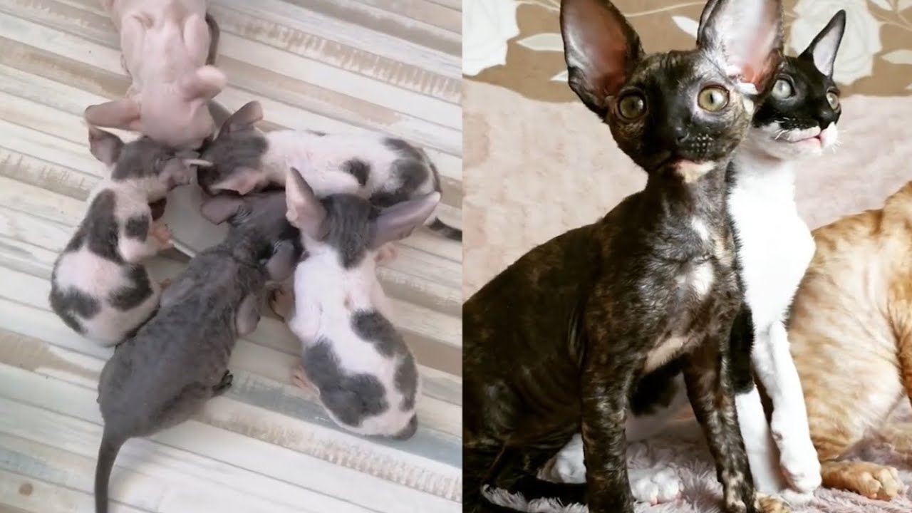COOL CORNISH REX MOMENTS